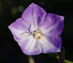 Balloon Flower
