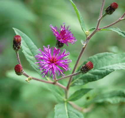 ironweedflower