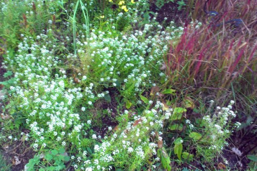 alyssum