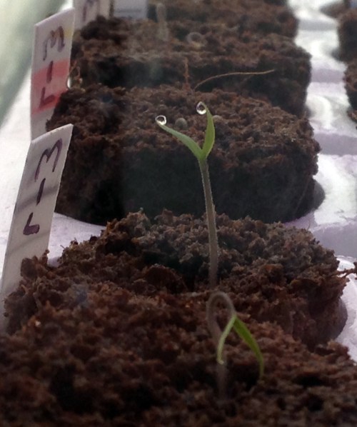 seedling